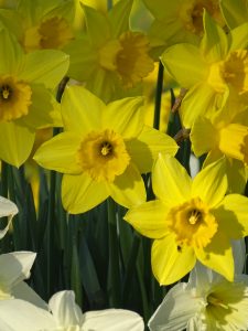 Chiseldon House Daffodils